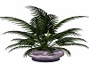 LV/  Purple Pot  Plant