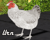 White Hen Animated