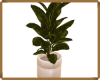 MAU/ PLANT DECOR INT/EXT