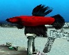Red-Black Flying Fish