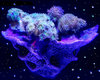 dj purple corals light