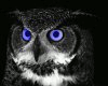Animated Owl's Eyes