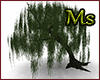 Weeping Willow Tree *Ms*