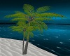 Double Palm Tree