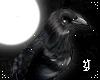 Freyja´s Raven L ☽