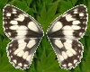 *P*Marbled White Wings