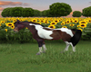 Animated Painted Horse