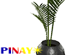 Palmera Plant