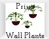 Priya Wall Plant