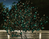 Lights Tree
