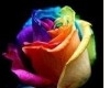 Colorful Rose