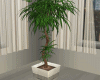 Plant/5