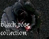 black rose coffee table