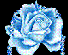 Blue Rose