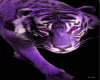 Club Tiger Purple