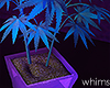 Chill Weed Plant