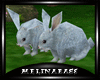 (mb) Rabbits