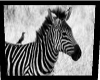 {CB}Zebra pictures