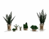 plants set