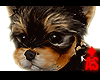 Adopt a Yorki 1