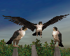 Falcons IN Nature