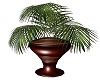 mkl potted palm 2