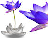 !Mwok Blue Lotus