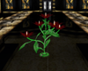 red rose candle plant
