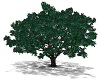 MY Green Tree 2