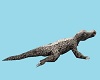 CK Safari Rm Crocodile