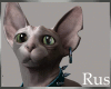 Rus Sphynx Cat