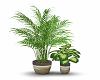 Plants: Potted Plants