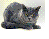 grey animated cat