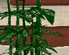 saudi plant