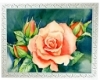 Framed Art.'Peach Rose'