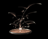 Estilo Mirror Plant
