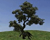T- Tree
