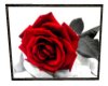 !R! Red Rose W.H.