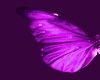 purple butterflies