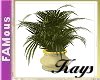 [FAM] Kays Potted Palm