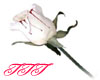 TTT White Bleeding Rose