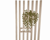 Divited+plant