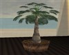 POTTED PALM TREE