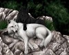 Wolf Couple