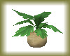 *C* Potted Plant2