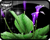 # Purple lily bons plant
