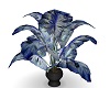 Black Coral Elephant ear
