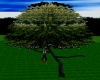 Large tree with 4 poses