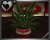 *Valentines Plant 2