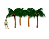 !!Palm Trees